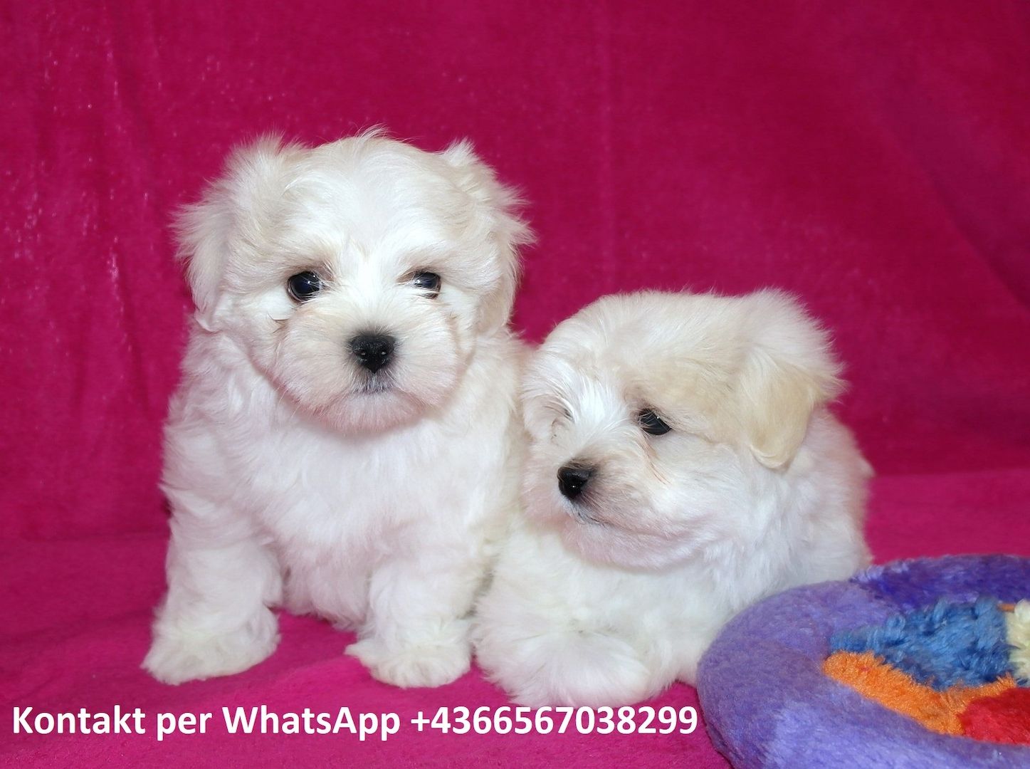 Wunderschöne Malteser Welpen (KOSTENLOS )
