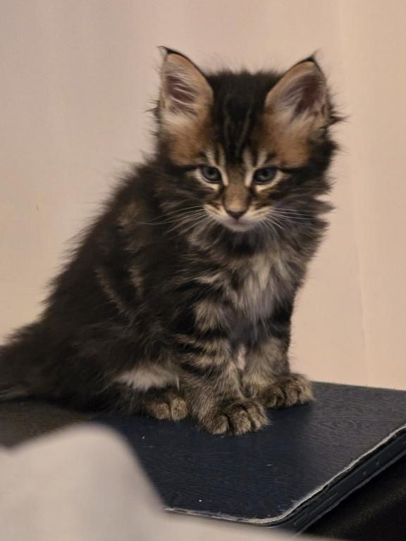 Maine-Coon-Kätzchen