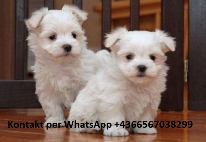 Malteser welpen (KOSTENLOS )