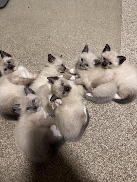 Siamkatzen-Kätzchen