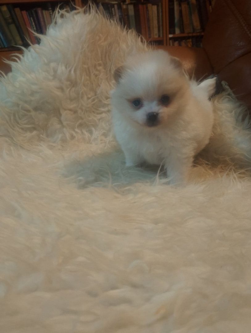 Pomeranian zwergspitz Welpen