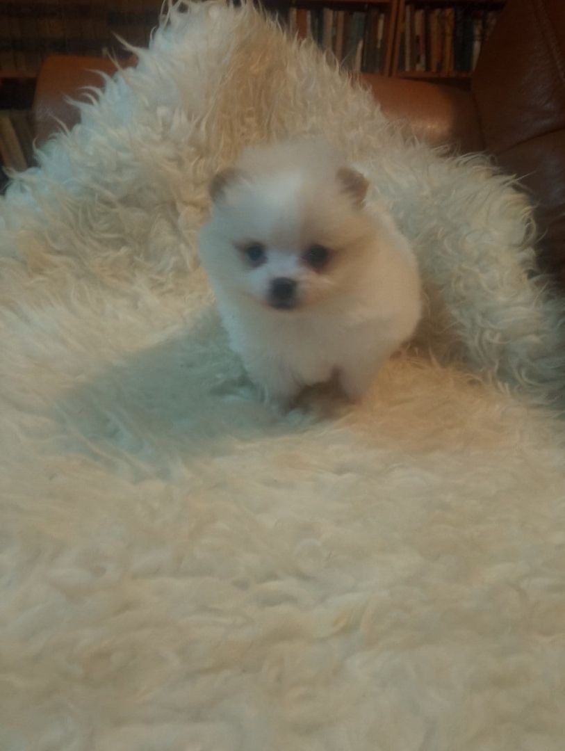 Pomeranian zwergspitz Welpen