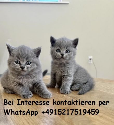 BKH KITTEN (Britisch Kurzhaar)