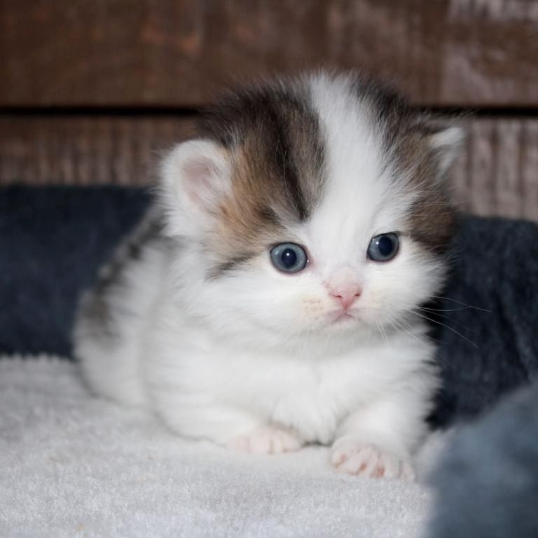 Munchkin Kätzchen