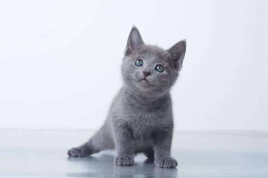 Russisch Blau Kätzchen