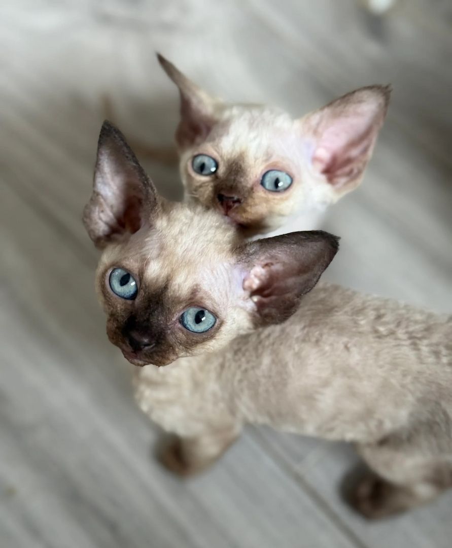 Devon Rex Kätzchen