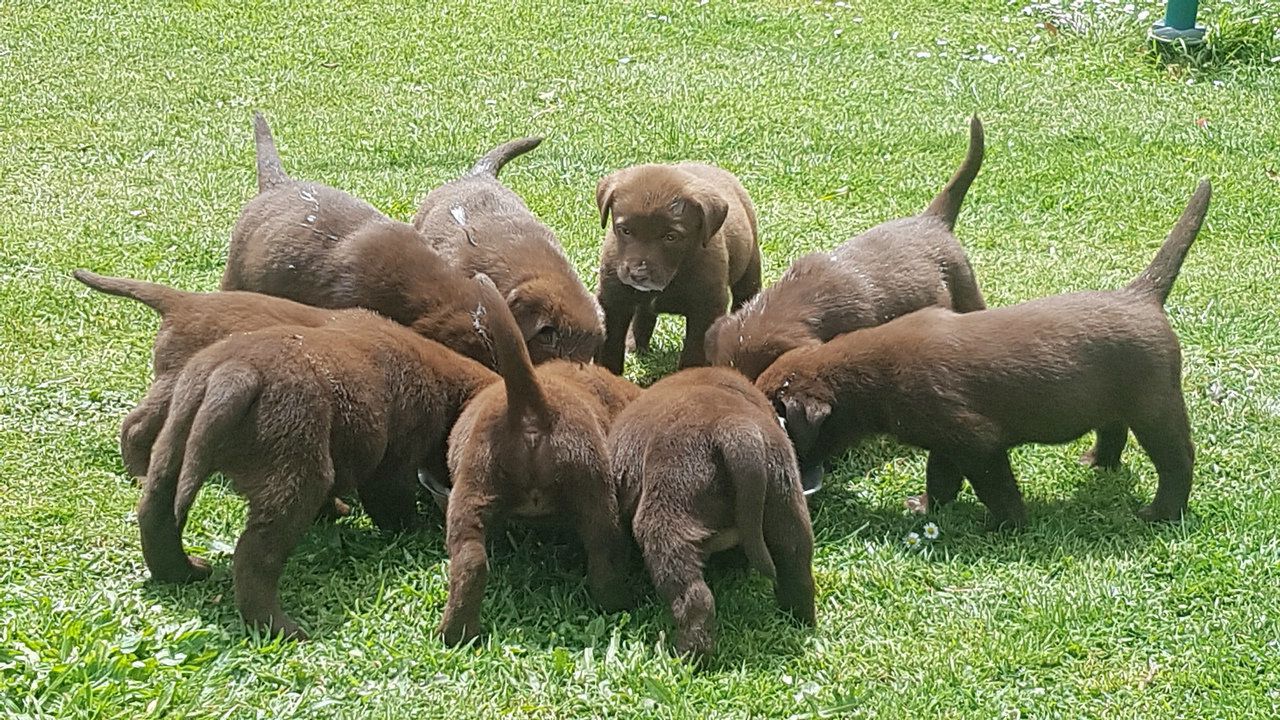 Wunderschöne Labradorwelpen-WHATSAPP::+4915510348975