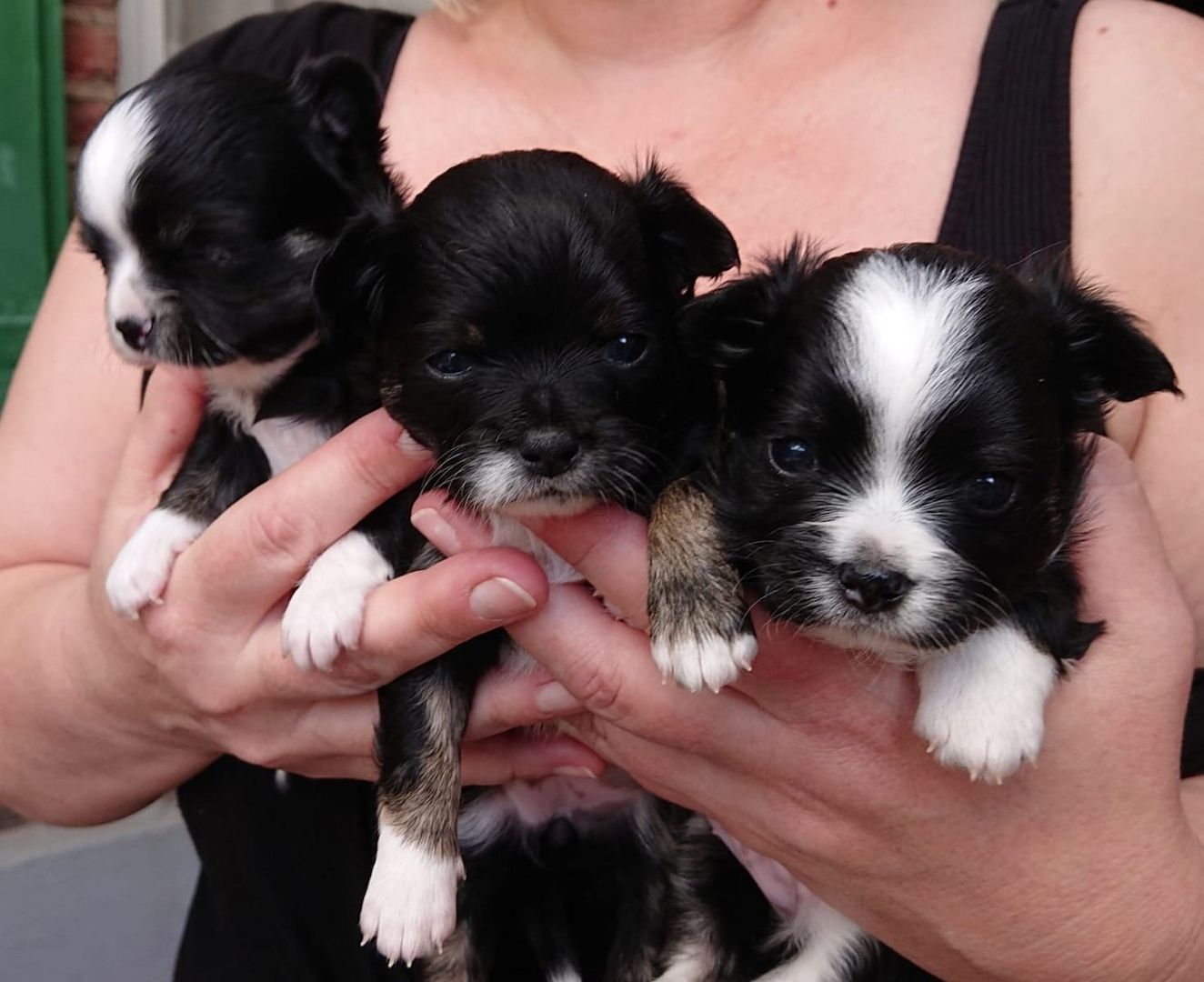 Reinrassige Chihuahua welpen