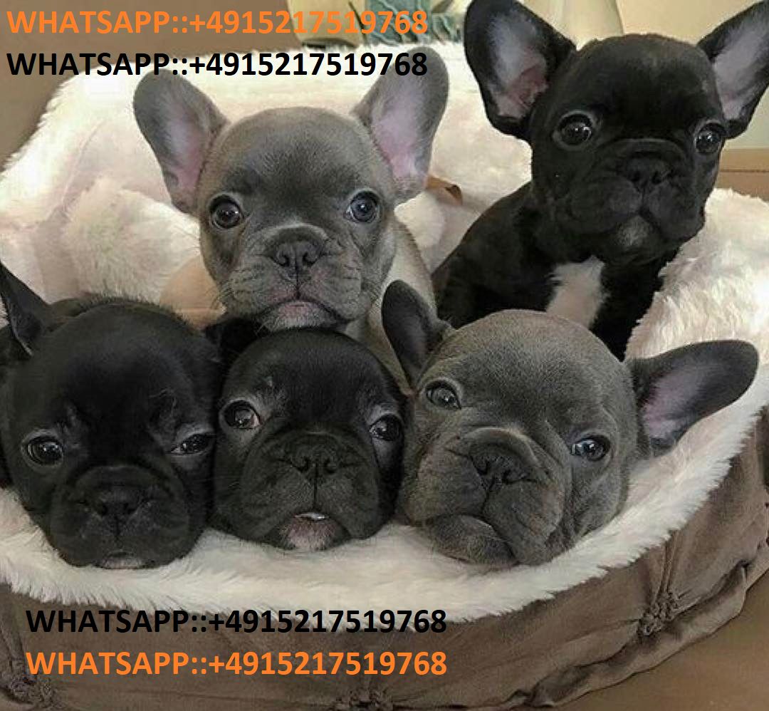 Französische Bulldogge Welpen Blue / Blau-WHATSAPP::+4915510348975