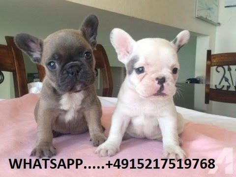 Süßen Französische Bulldogg Welpen-WHATSAPP::+4915510348975