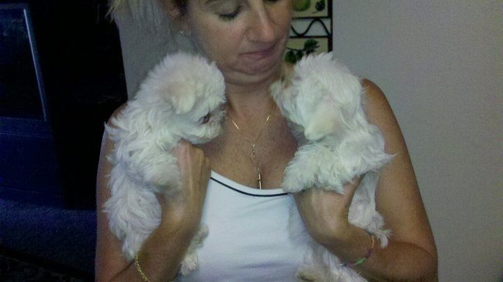 Entwurmt, MINI Toy Malteser welpen-WHATSAPP::+4915510348975