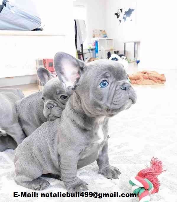 Französische-Bulldogge-W-M