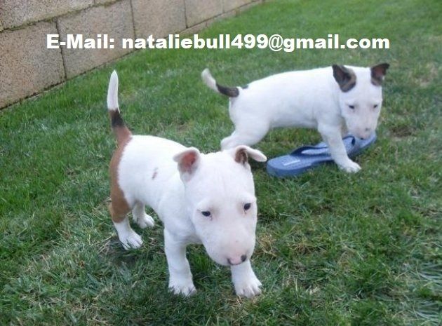 Mini-Bullterrier-Welpen m w