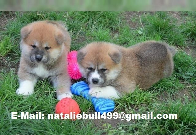 Shiba Inu welpen suchen neues Zuhause