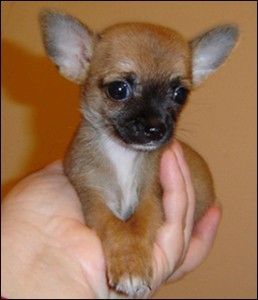 Chihuahua-Welpen (Rüde und Hündin)