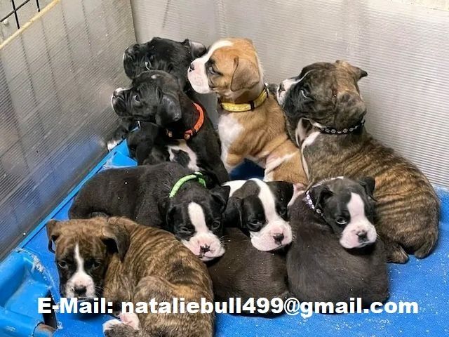 Boxerwelpen verfügbar