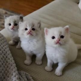 Ragdoll-Kätzchen