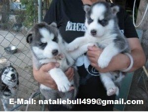 Süße und entzückende Siberian Husky-Welpen