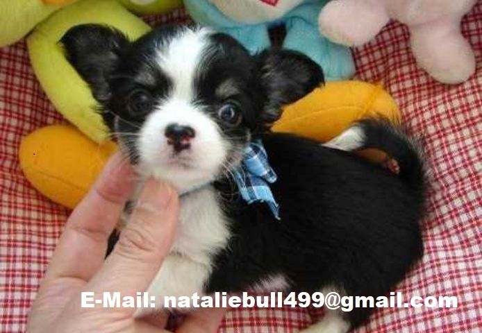 Super süße MINI chihuahua welpen mit Papieren