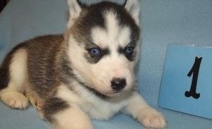 Siberian Husky Welpe abzugeben
