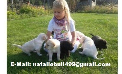 Labrador Dogge Welpen