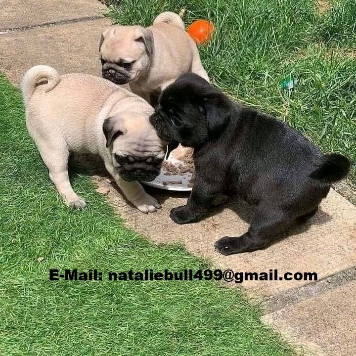 Mops welpen suchen neues Zuhause