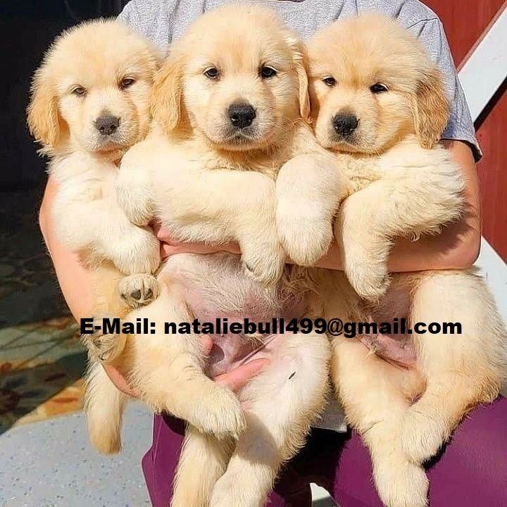 Golden Retriever Welpen zur Annahme