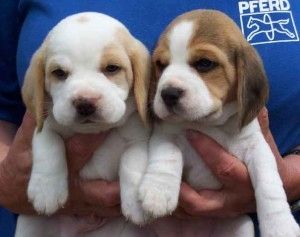 Beagle-Welpen