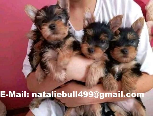 Yorkie welpen suchen neues Zuhause