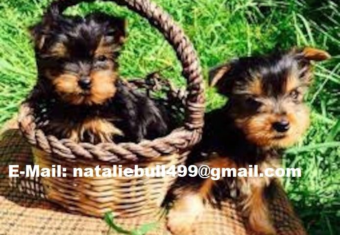 Yorkshire Terrier 12 Wochen mit Papieren
