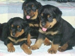 Süßer Rottweiler-Rüde