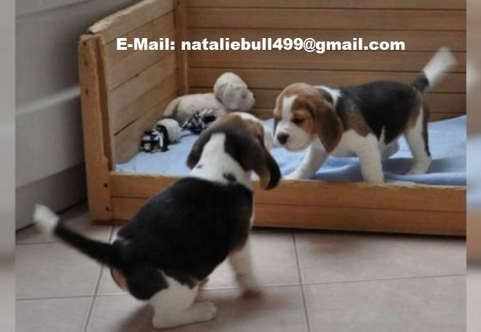 Männliche und weibliche Beagle