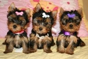 Zwei Yorkshire Terrier Rüden und eine Hündin
