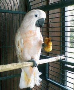 Abgesetzte Papageienbabys und frische, kerzengeprüfte, befruchtete Papageieneier Abgesetzte Papageienbabys und frische, kerzengeprüfte, befruchtete Papageieneier