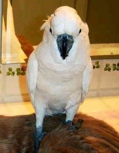 Kakadus für ein schönes Zuhause