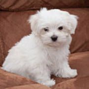 Erstaunlicher Malteserwelpe Erstaunlicher Malteserwelpe