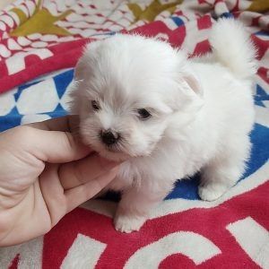 kostenlose Vermittlung eines Malteserwelpen mit PP kostenlose Vermittlung eines Malteserwelpen mit PP