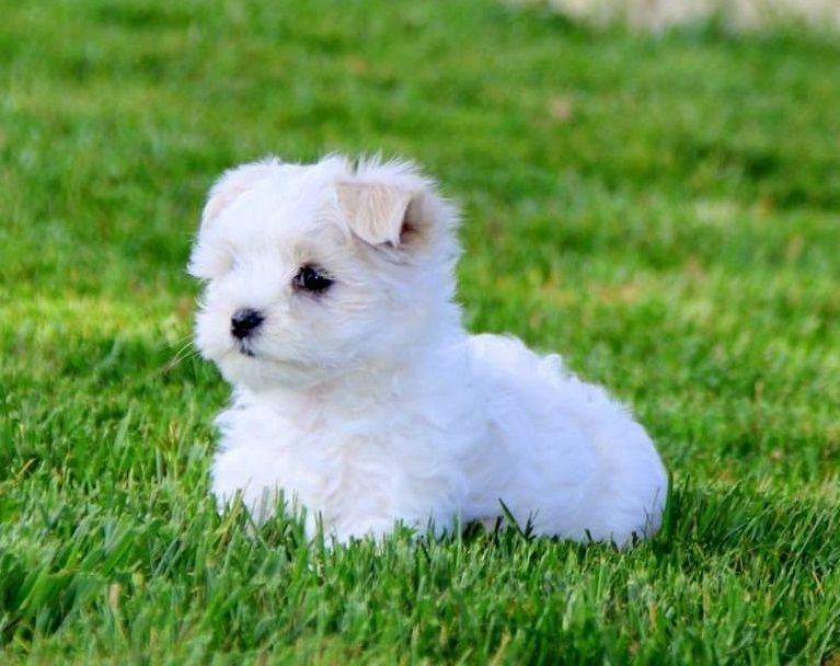 Ich werde einen Malteserwelpen mit PP adoptieren