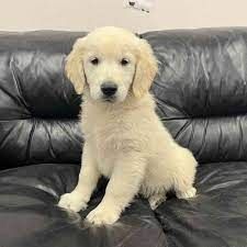 Golden Retriever Welpe sie ist so intelligent