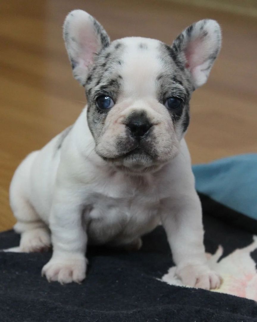 Gesunde Französische Bulldoggen Welpen mit mehr Nase