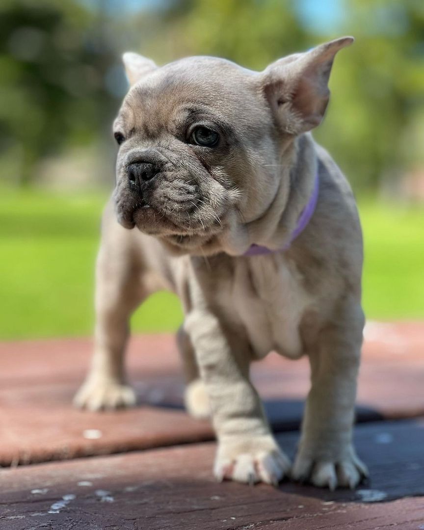 Gesunde Französische Bulldoggen Welpen mit mehr Nase