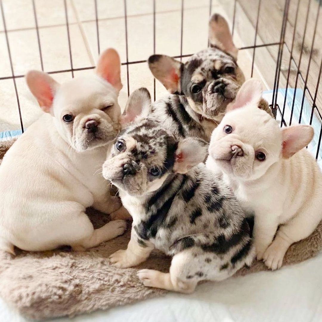 Französische Bulldoggen Welpen suchen ihr Für-immer-Zuhause!