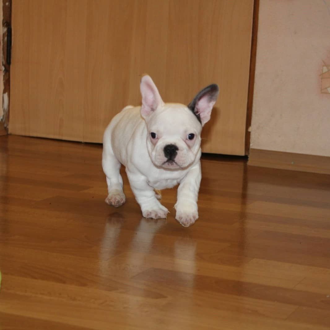 Französische Bulldogge Welpen der Extraklasse in Blue und Blue Fawn mit Ahnentafel