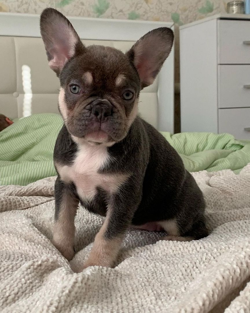 Französische Bulldogge Welpen der Extraklasse in Blue und Blue Fawn mit Ahnentafel