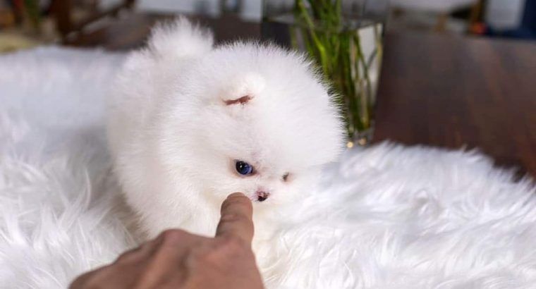 Pomeranian-Welpen jetzt zu verkaufen