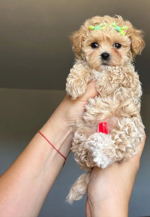 Süße und kuschelige Maltipoo-Welpen zu verkaufen
