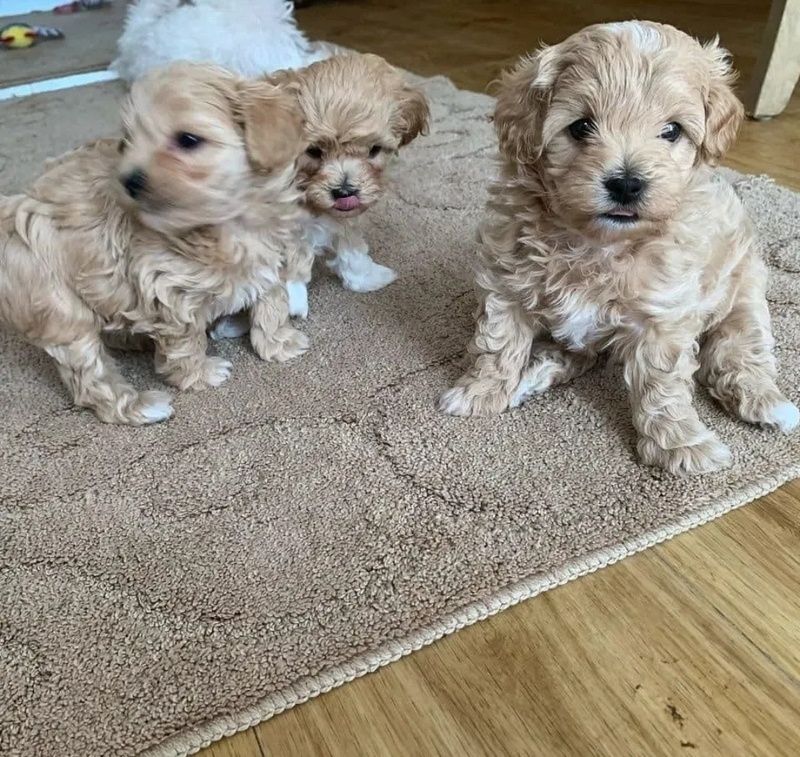 Süße und kuschelige Maltipoo-Welpen zu verkaufen