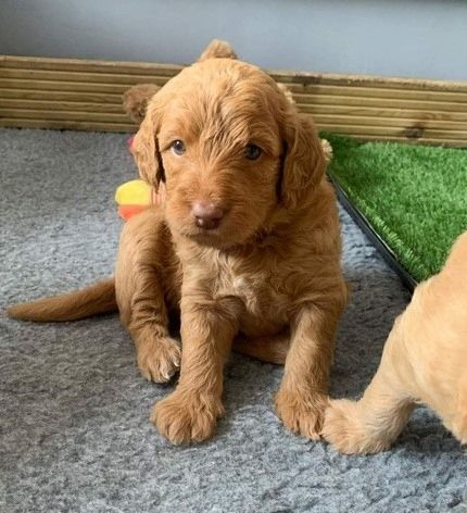 Liebevolle Labradoodle-Welpen zu verkaufen