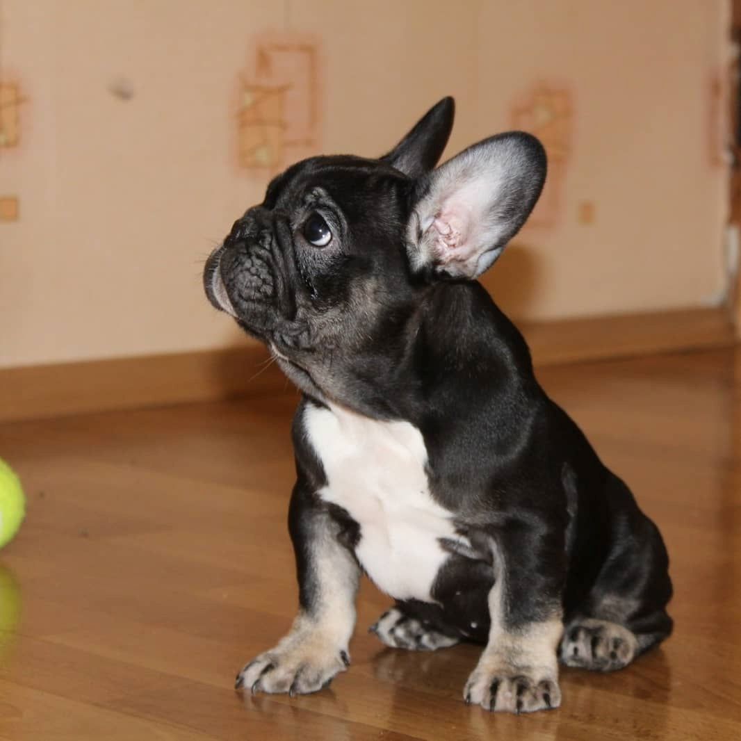 Französische Bulldogge Welpen mit Ahnentafel