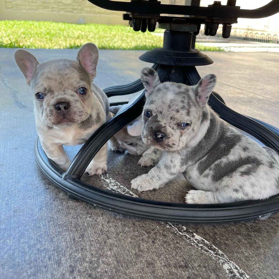 Premium Französische Bulldoggen Welpen Abgabe bereit!!